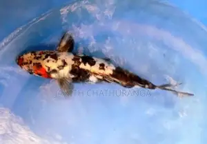 Koi Carp