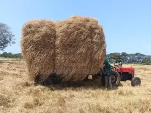 Vaikkal - Straw