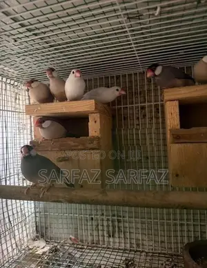 Java bird