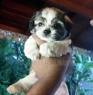 shih tzu puppys