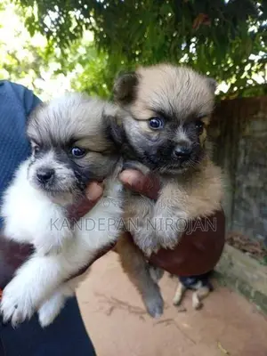 Lion Pomeranian Puppies