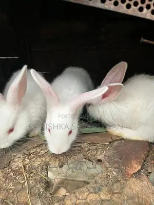 rabbit
