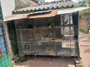 බක්කි කුඩුවක්