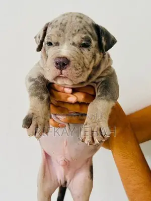 American Bully Puppies