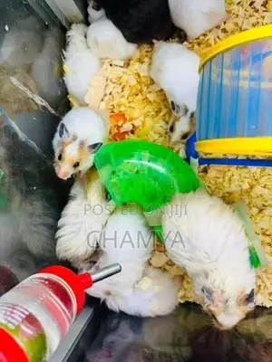 Hamster