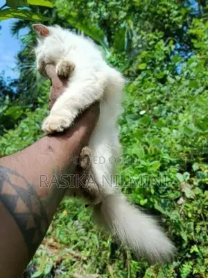 Himalayan Cat