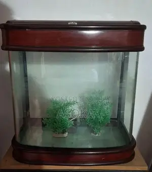 Large Fish Tank