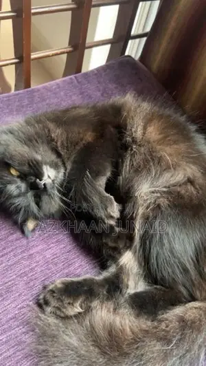 Persian Cat