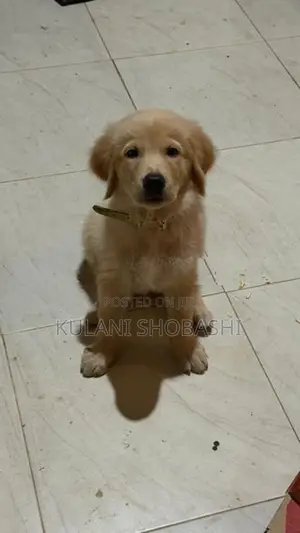 Golden Retriever Puppy