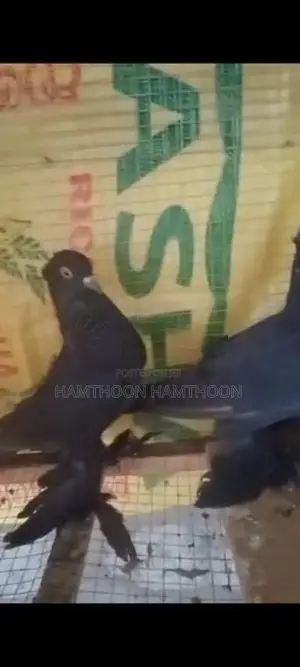 Pigeon