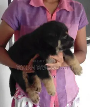 German Shepherd Puppies