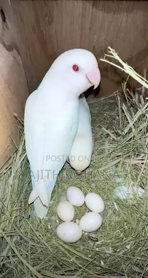 Albino Bird