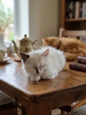 Persian Cat
