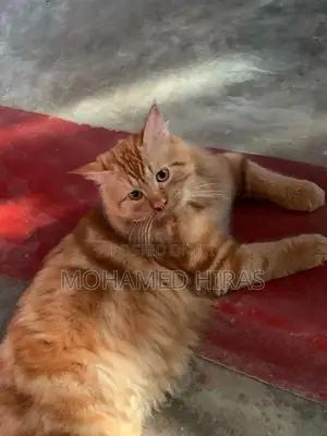 Persian Cat