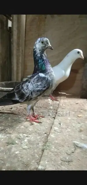 Timing Pigeon