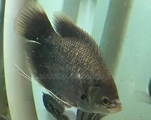 Red Fin Gurami