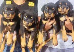 Rottweiler Puppies