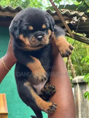 Rottweiler Import Crossing Puppy