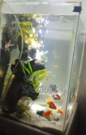Fish Tank