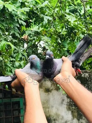 Pigeons