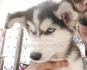Husky Puppies