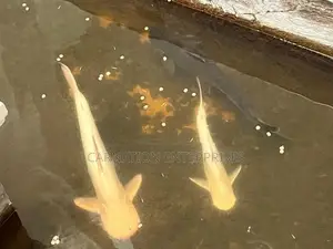 Catfish