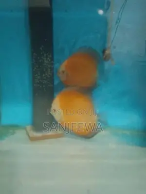 Discuss Fish