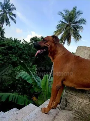 Rhodesian Ridgeback