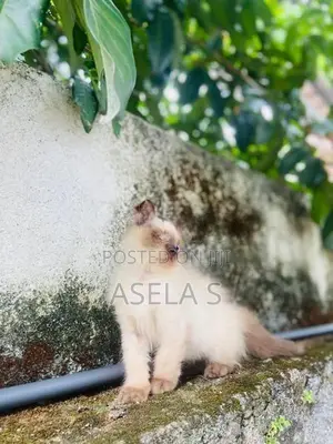 Persian cat
