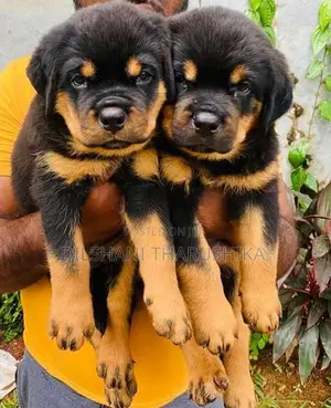 Rottweiler puppys
