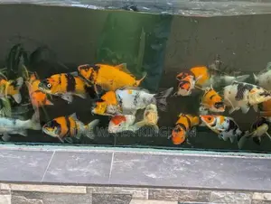 Sri Lankan Koi Fish