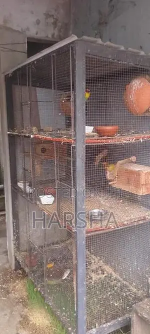 African Lovebird Cage