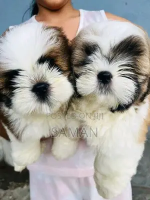 shih tzu puppy