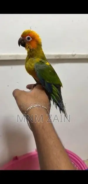 Sun conure