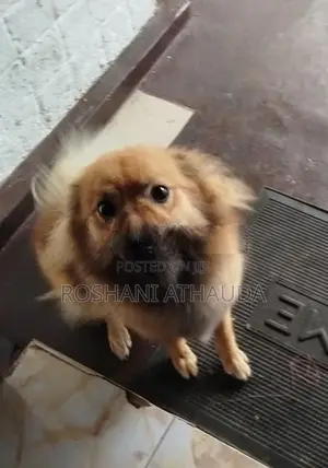 Pomeranian Puppy