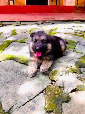German Shepherd Puppy