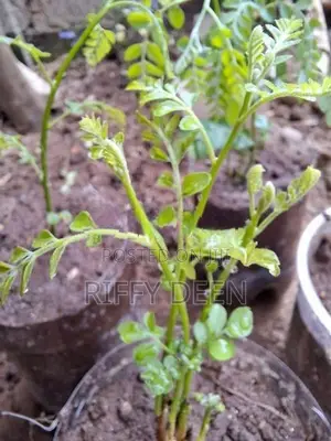 කරපිංචා පැළ / Curry Leaves Sapling கறிவேப்பிலை கன்று