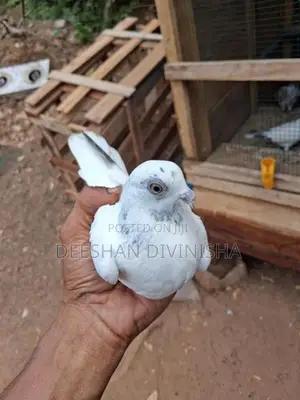 Timer Pigeon