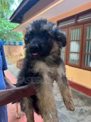 German Shepherd Puppy