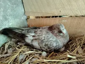 Pigeon