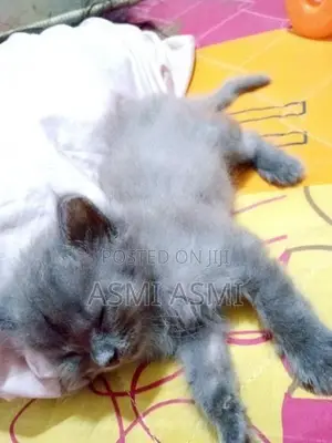 Persian Kittens