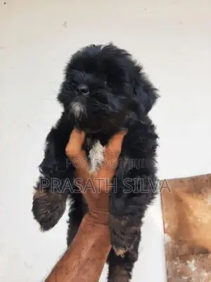 Shih Tzu Puppy