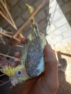 Cockatail Birds