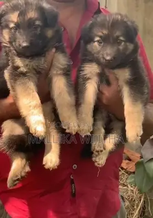German shepherd puppies