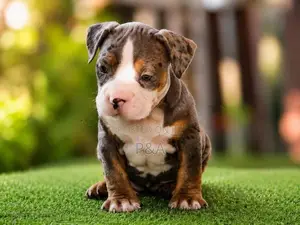 American Bully Puppy