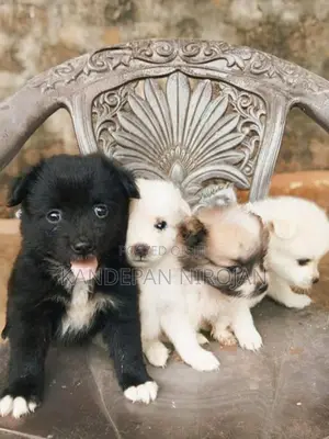 Lion Pomeranian Puppies