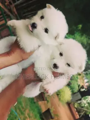 Lion Pomernarian puppies