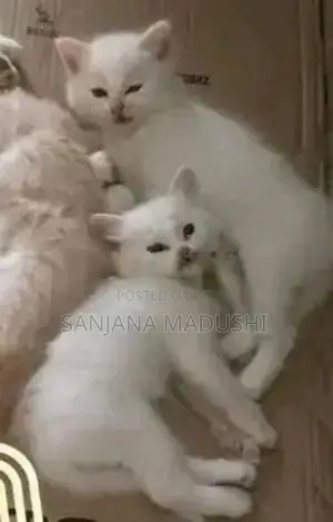 Persian Kitten