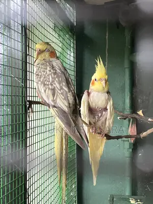 Cockatiel Breeding Pair