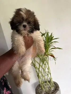 Shih Tzu Puppy